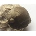 Praenatica gregaria Praenatica gregaria